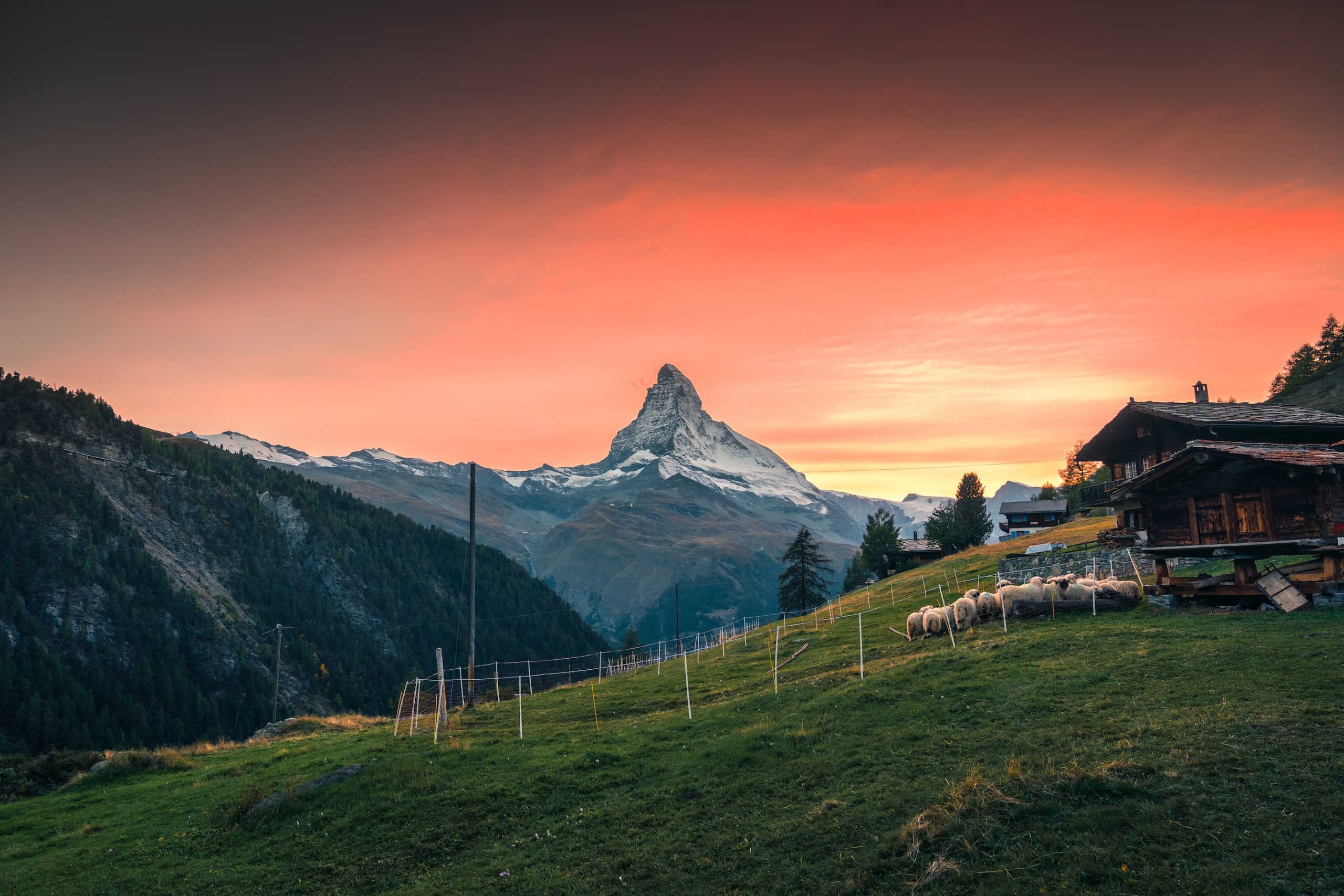 Matterhorn at sunset with Valais Blacknose sheep